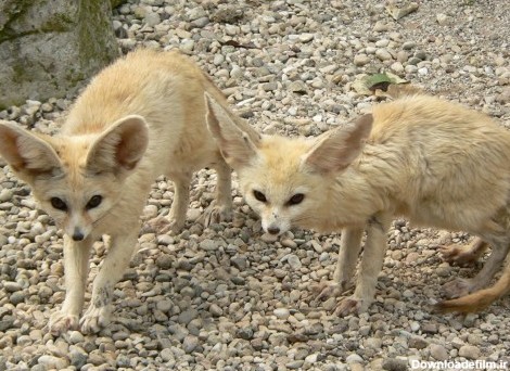 نحوه نگهداری از روباه صحرا یا روباه فنک به عنوان حیوان خانگی