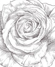 خرید و قیمت عکس با کیفیت از نقاشی گل سیاه سفید | ترب