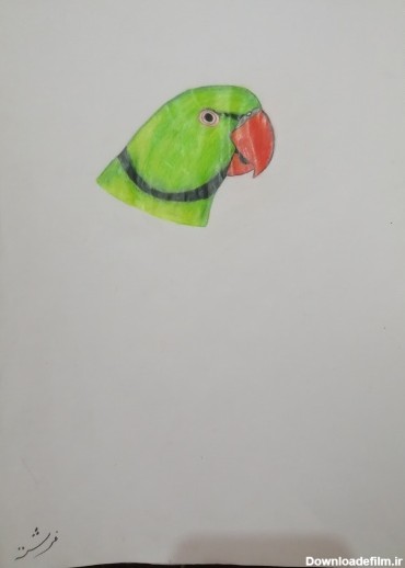 نقاشی طوطی ها - تستچی