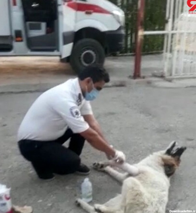 عکس از پناه بردن سگ دست شکسته به اورژانس جاده ای باشت - رکنا