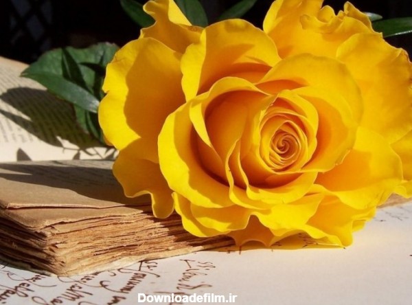 عکس گل رز زرد عاشقانه