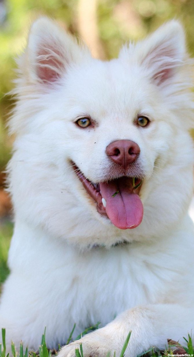 عکس زمینه سگ سفید خوشگل در چمن پس زمینه | والپیپر گرام