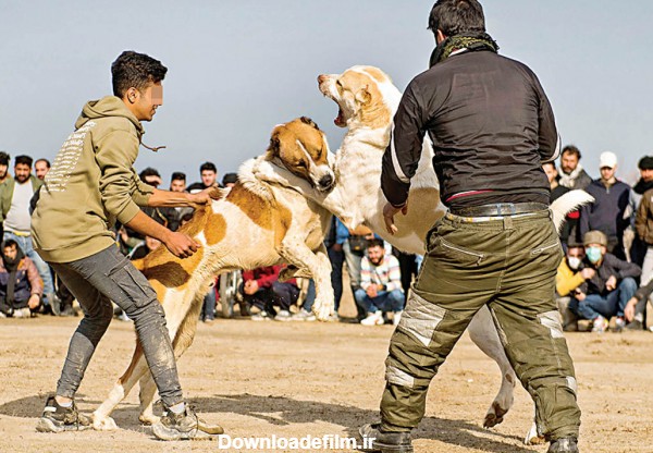 فرارو | تجارت پرسود دلال‌ها از جنگ سگ‌ها