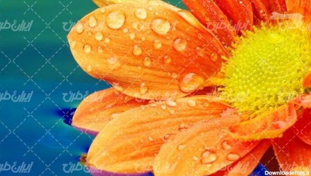 تصویر با کیفیت گل زیبا همراه با قطره شبنم و آب - ایران طرح