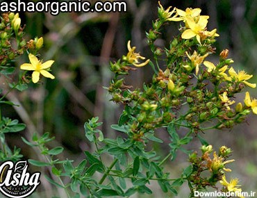 خواص علف چای در طب سنتی - آشا مرجع کامل عصاره های پودری گیاهان دارویی