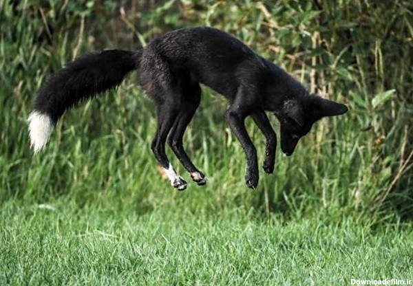 روباه سیاه نادر درحال شکار موش +عکس