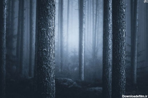 عکس: سکوت و آرامش شب در جنگل