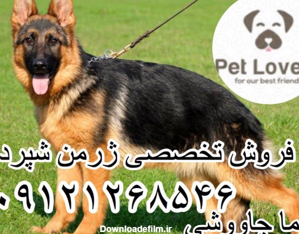 فروش تخصصی سگ نگهبان ژرمن شپرد :: فروش تخصصی سگ ژرمن شپرد ...