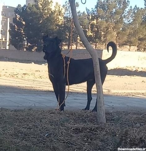 سگ سرابی پژدر سراب عراقی افغان خراسانی نگهبان|سگ|اسلام‌شهر|دیوار