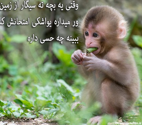 عکس نوشته خنده دار سیگار کشیدن میمون
