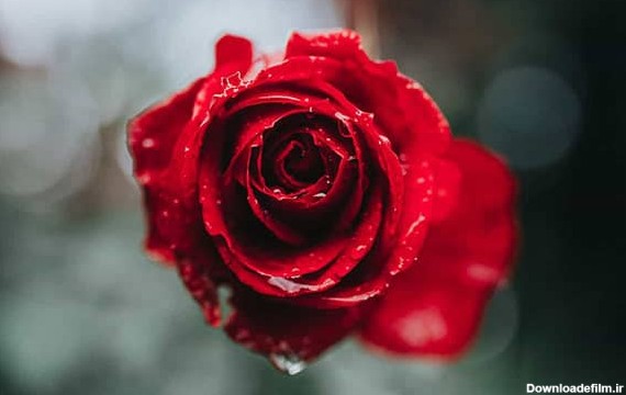 متن و کپشن خاص در مورد گل رز به همراه عکس نوشته پروفایل