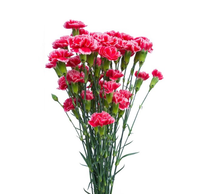 مشخصات، قیمت و خرید شاخه گل میخک مینیاتوری | فروشگاه اینترنتی گل و ...