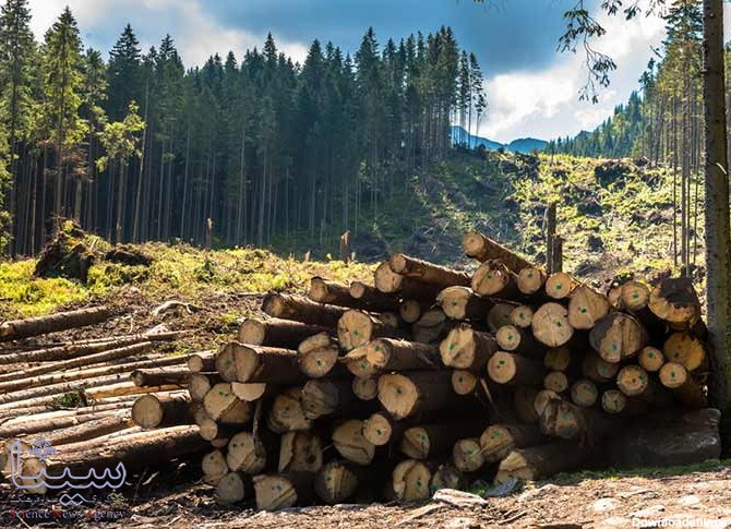 آخرین خبر | شناسائی مهمترین عوامل نابودی جنگل ها