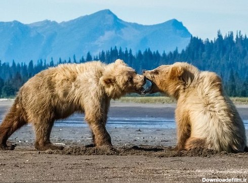 بازی دو توله خرس در آلاسکا