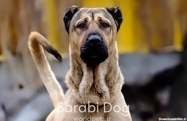 اطلاعات سگ سرابی: مشخصات، قیمت، تفاوت با کانگال و... | دنیای حیوانات
