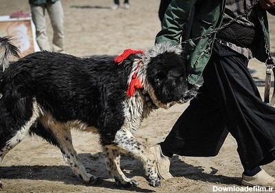مسابقات سگ در اصفهان