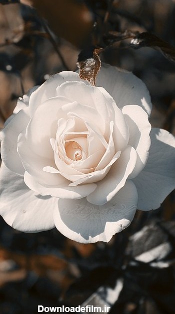 عکس گل سفید برای پروفایل