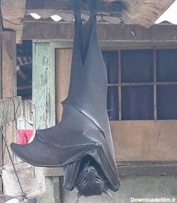عکس | خفاشی ترسناک در ابعاد یک انسان