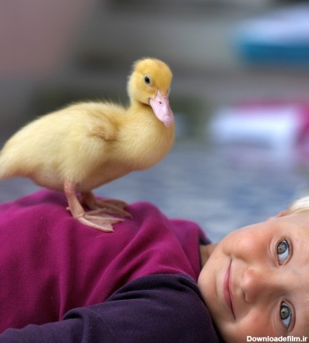 عکس دختر بچه و جوجه اردک
