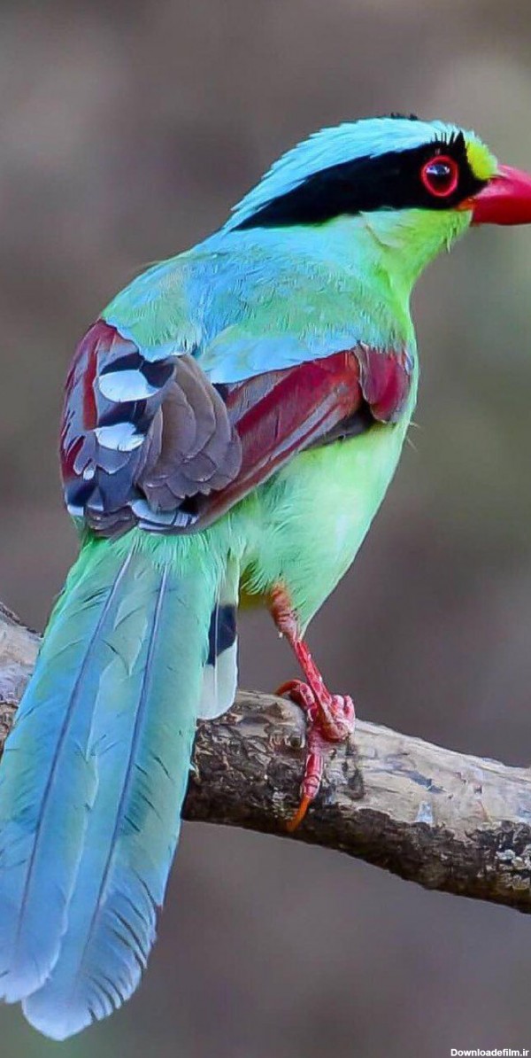 حیوانات .پرندگان زیبا - عکس ویسگون