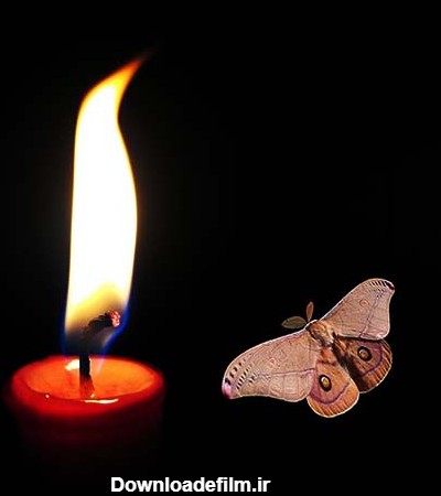 عکس شمع و پروانه عاشقانه