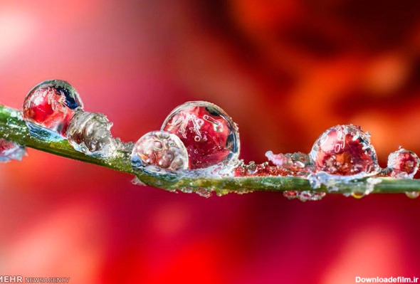 تصاویر قطرات آب روی گلها‎ - تابناک | TABNAK