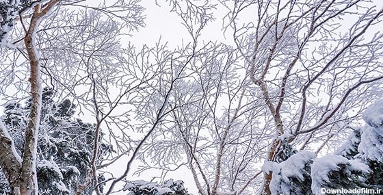تصویر درخت و جنگل برفی در فصل زمستان | فری پیک ایرانی | پیک فری ...