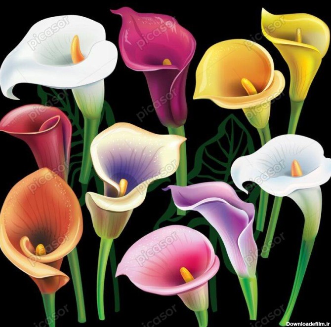 10 وکتور گل شیپوری رنگی