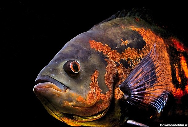 ماهی اسکار - ویکی‌پدیا، دانشنامهٔ آزاد