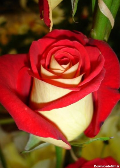 عکس های زیبا و دیدنی از گل های رز...تقدیم به همه شما عزیزانم