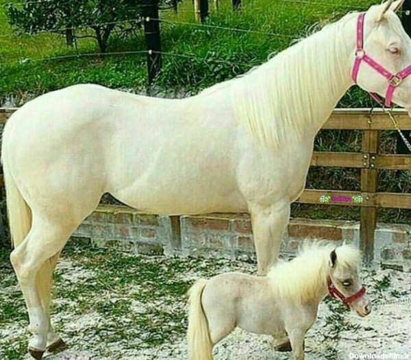 عکس اسب خوشگل سفید