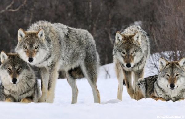 تصاویر زیبایی از گرگ های خاکستری ایرانی را ببینید