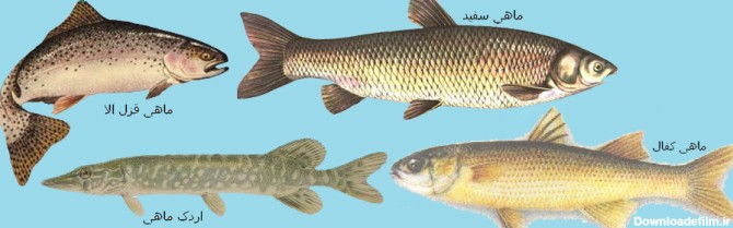 ماهی های دریای خزر - ابوالقاسم ابراهیمیطبیعت، سلامتی و سرزندگی