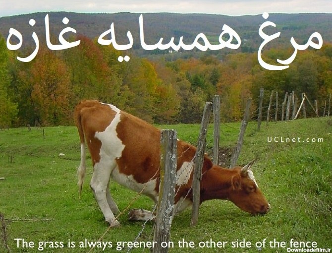 مرغ همسایه غازه – The grass is greener on the other side – ضرب المثل های انگلیسی – English Proverb