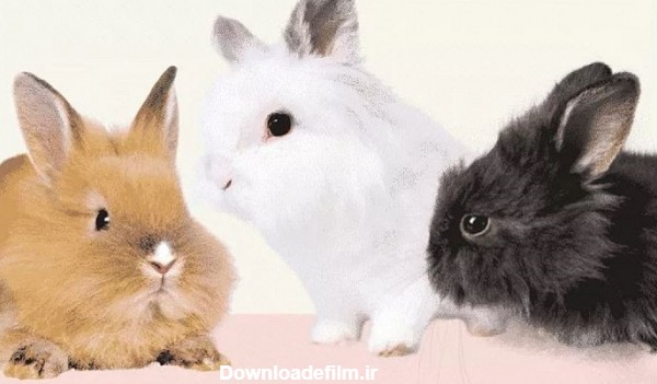تفاوت خرگوش جرسی با بقیه چیه؟ + راهنمای نگهداری - پت پرس