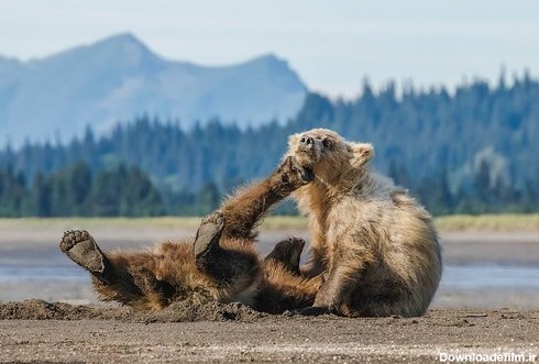 بازی دو توله خرس در آلاسکا