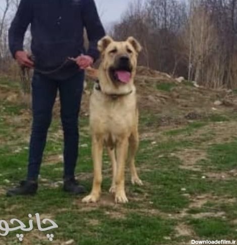 ثبت آگهی رایگان چانچو | سگ سراب فروش توله سگ سراب پژدر قفقازی آلابای