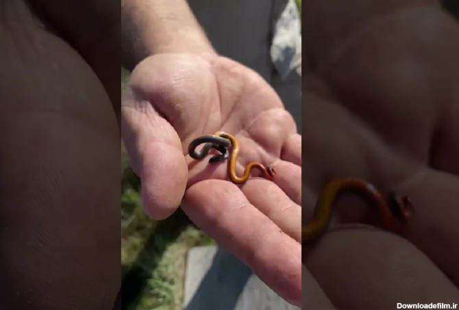 ویدئو) این مار زیبای 10 سانتی متری کوچکترین مار جهان است