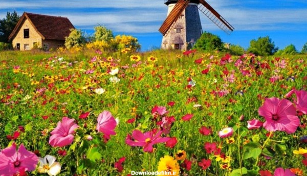 مزرعه زیبای بهاری با گل های رنگارنگ در یک نمای HD