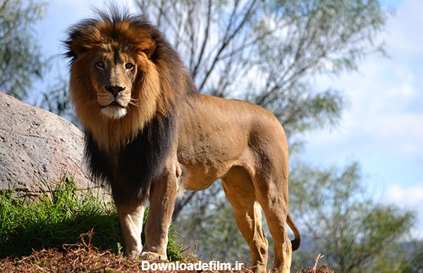 عکس های زیبا و دیدنی از شیر سلطان جنگل