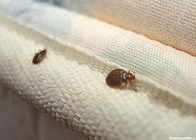 پیشگیری از آلودگی تخت خواب به حشراتی مثل ساس