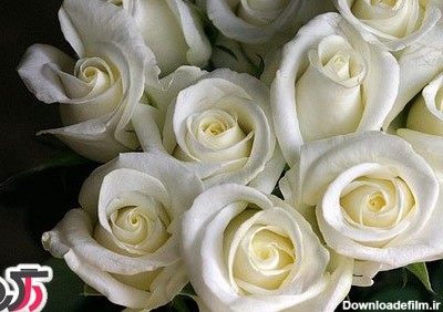 عکس بسیار زیبا از گل رز سفید