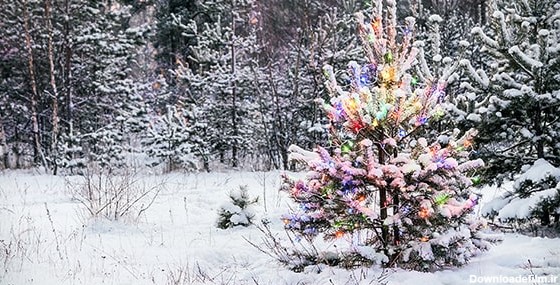 تصویر درخت کریسمس با لامپ در جنگل برفی | فری پیک ایرانی | پیک فری ...