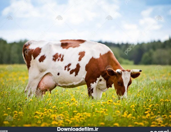 گاو خوردن علف در یک میدان 1424636