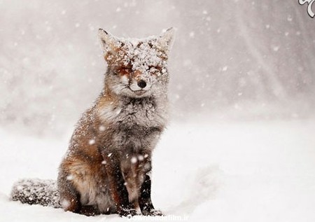 روباه های وحشی اما زیبا (+عکس)