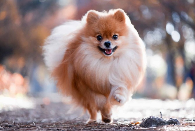 نژاد سگ پامرانین (Pomeranian) عکس و ویدیو