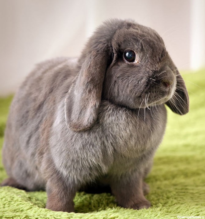 خرگوش لوپ درک انواع نژاد لوپها و آنچه بدانید قبل هر اقدامی