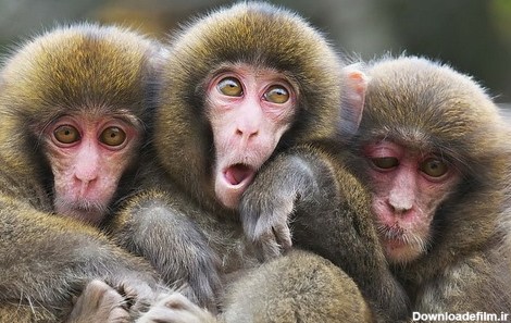 همه چیز درباره میمون | بررسی انواع میمون به همراه شرایط نگهداری آن ...