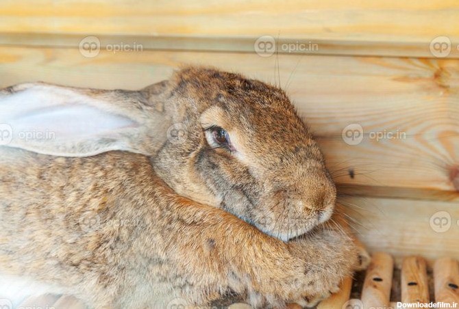 دانلود عکس تغذیه خرگوش قهوه ای کوچک در مزرعه حیوانات در کلبه خرگوش ...