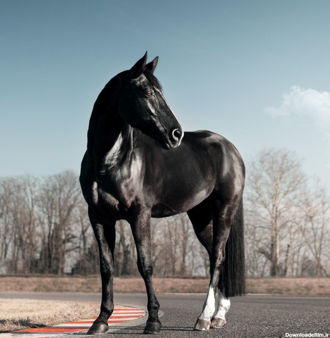 عکس اسب سیاه در طبیعت با کیفیت بالا | حیوانات | فایل آوران